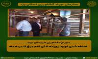 اضافه شدن تولید روزانه 4 تن تخم مرغ تا مردادماه